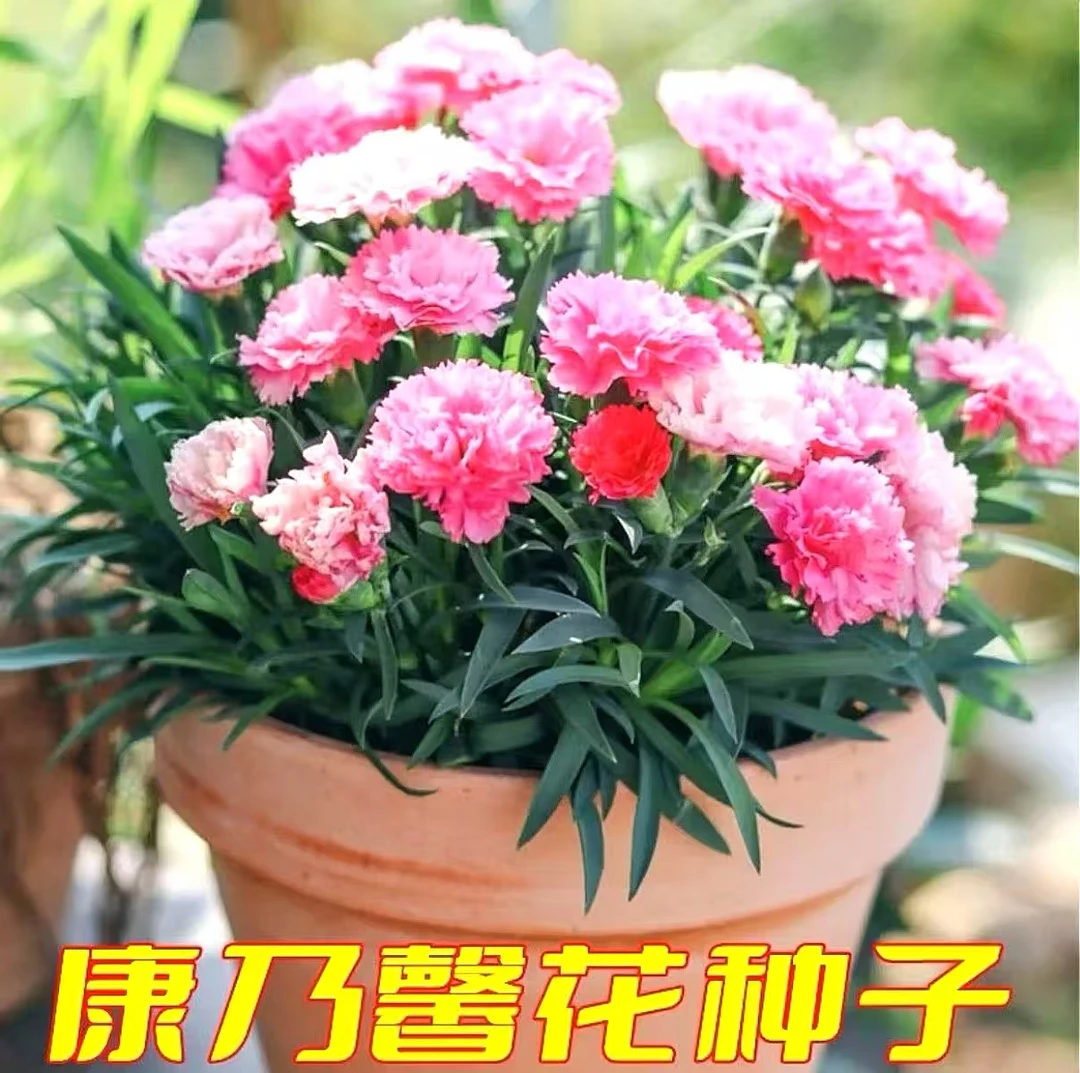 【重瓣混色康乃馨花种子】四季易种阳台庭院盆栽地栽南北方种植