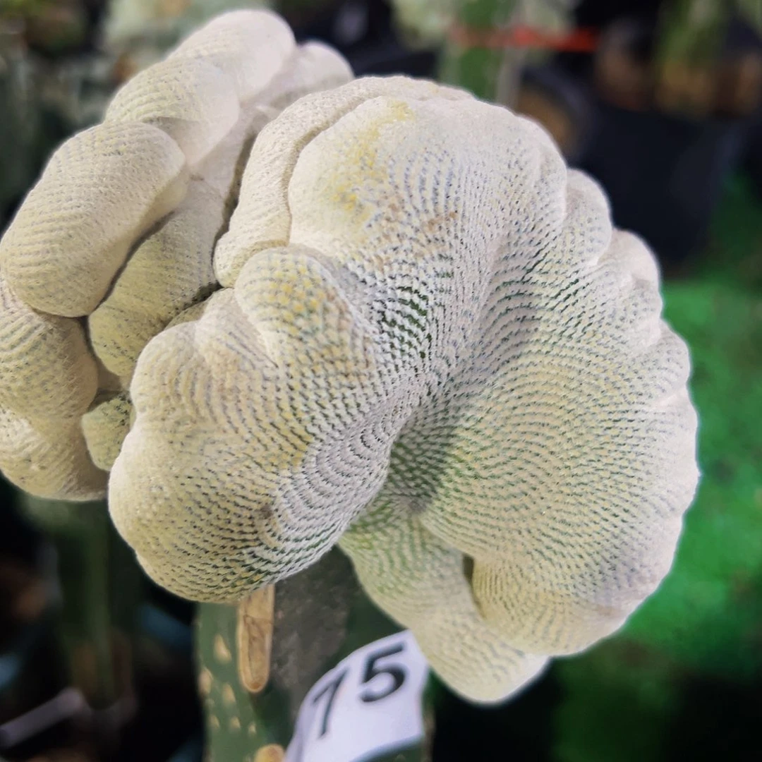 无花朵福利双头小人帽缀化175