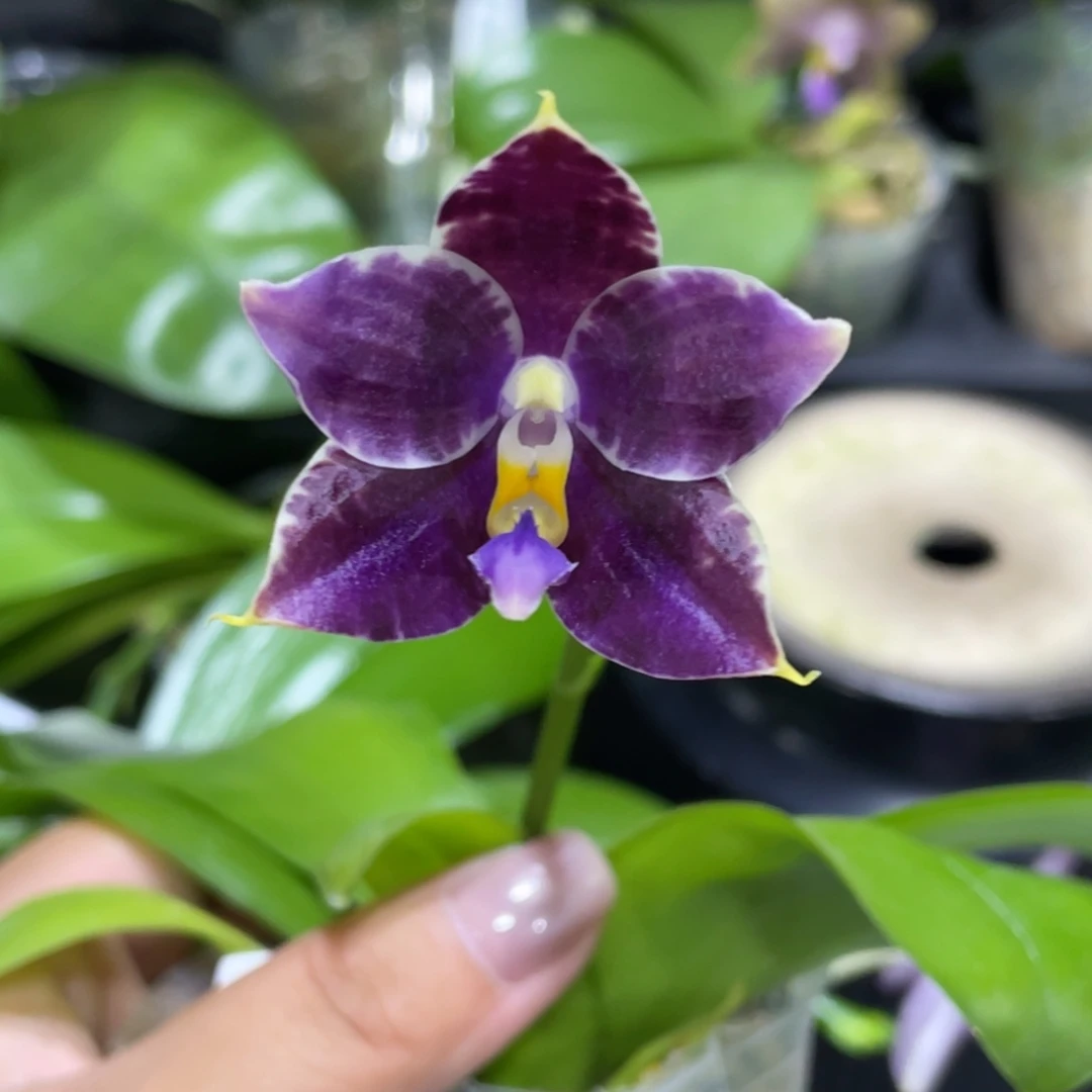 完全开放Yc82开花