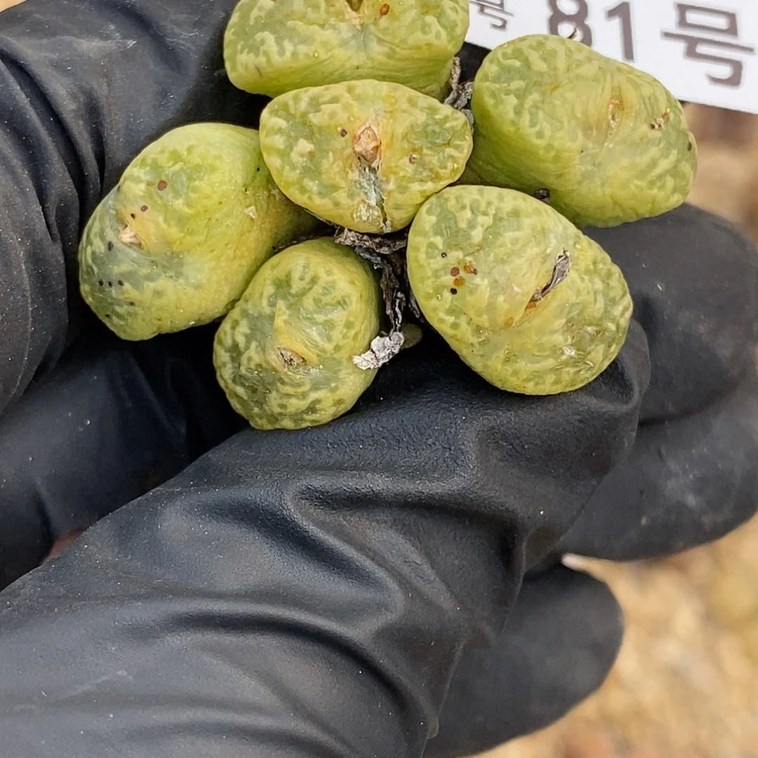 O*O桃喜花园0309-81勋章