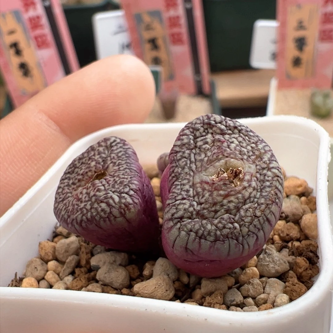 954。青蛙种源密纹安贞