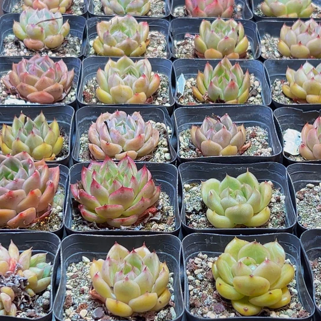 533多肉葡萄的价格是什么