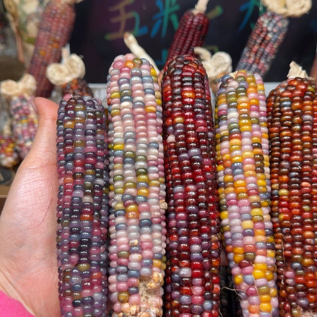 柏香籽/百香籽吊坠萌*哒