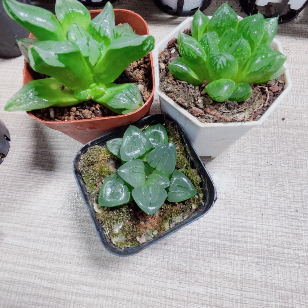 三颗特价肉肉不包售后