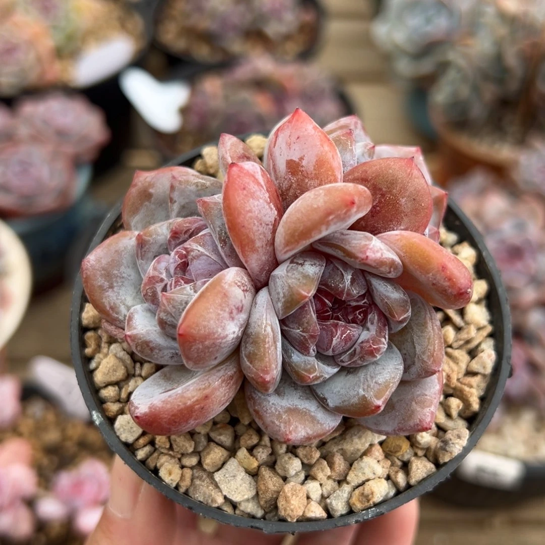 三头紫心圆脸哈哈哈哈哈