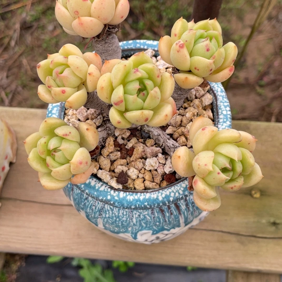 东云杂交老桩群木质化