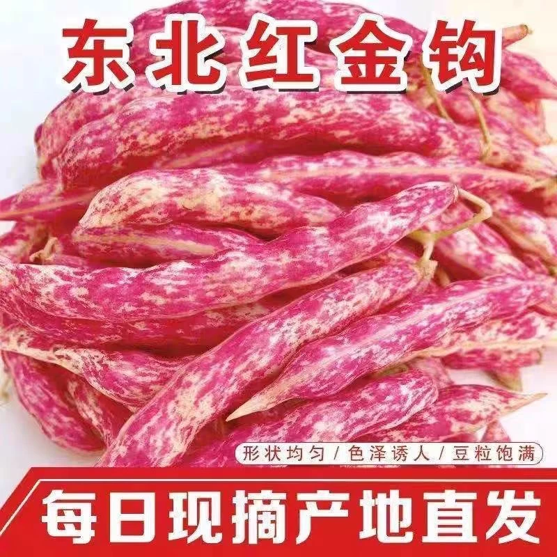东北红金钩豆角新鲜现摘皮薄豆粒饱满包邮