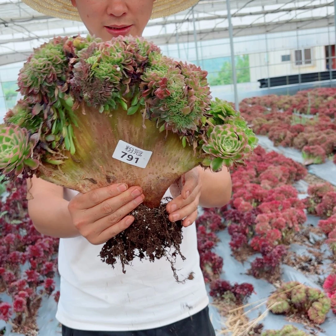 791 多肉植物法师