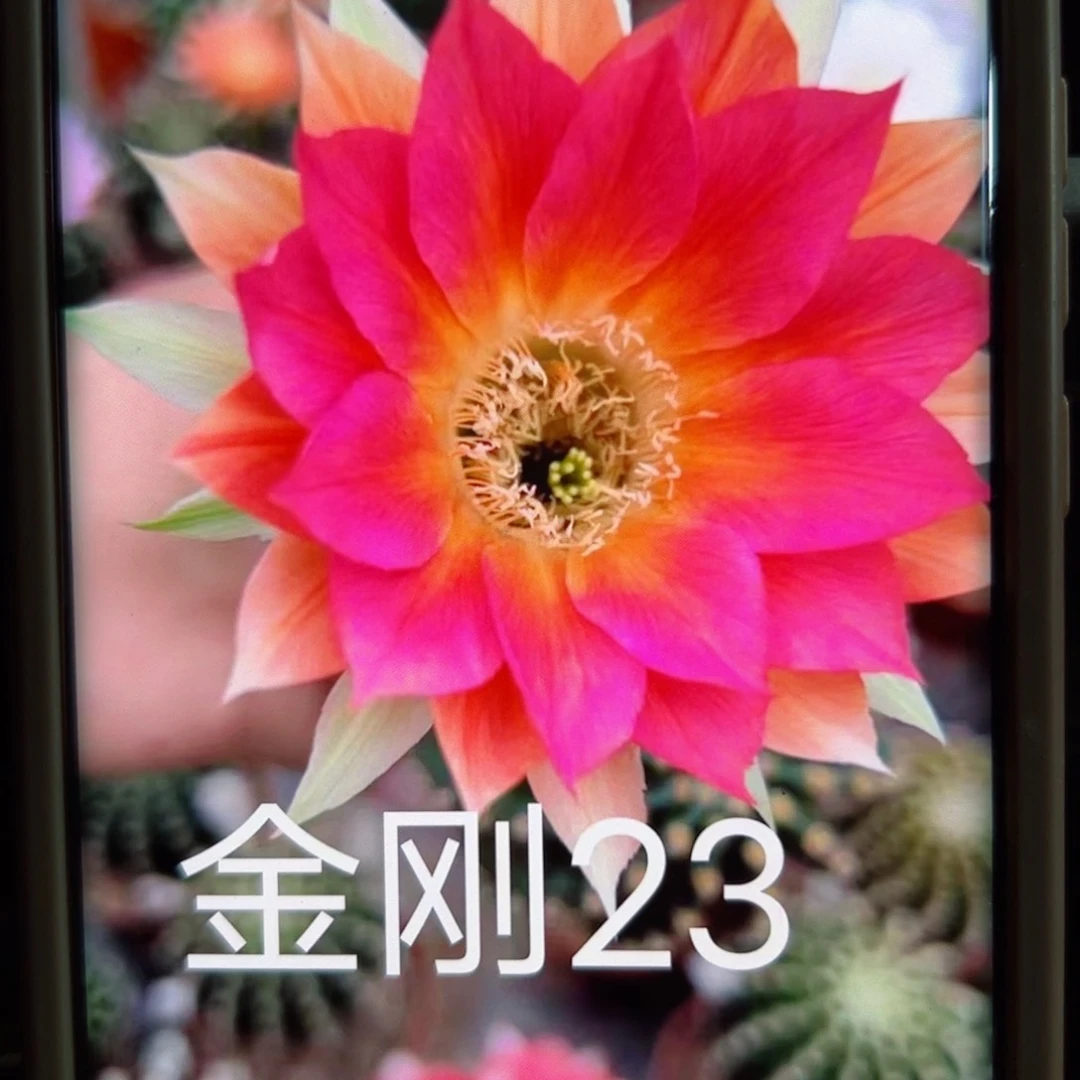 下55金刚23 歪无根侧芽4公分左右20包邮包