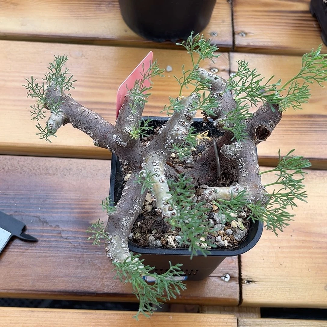 产地黑皮月界，粗枝飘枝