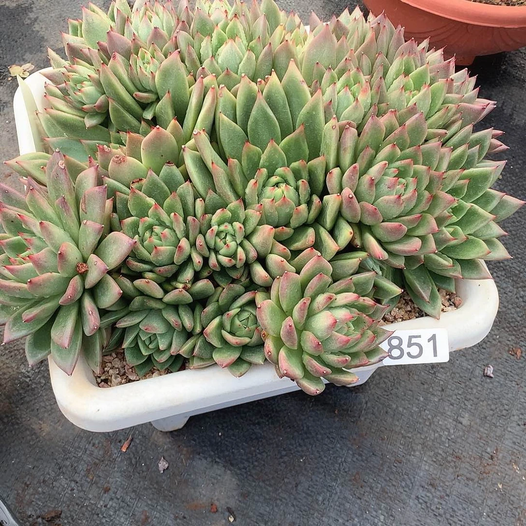 851 一物一拍多肉