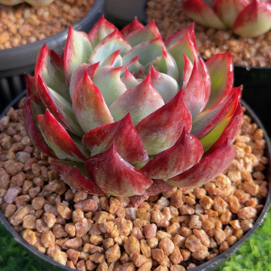 一物一拍惊鸿仙子