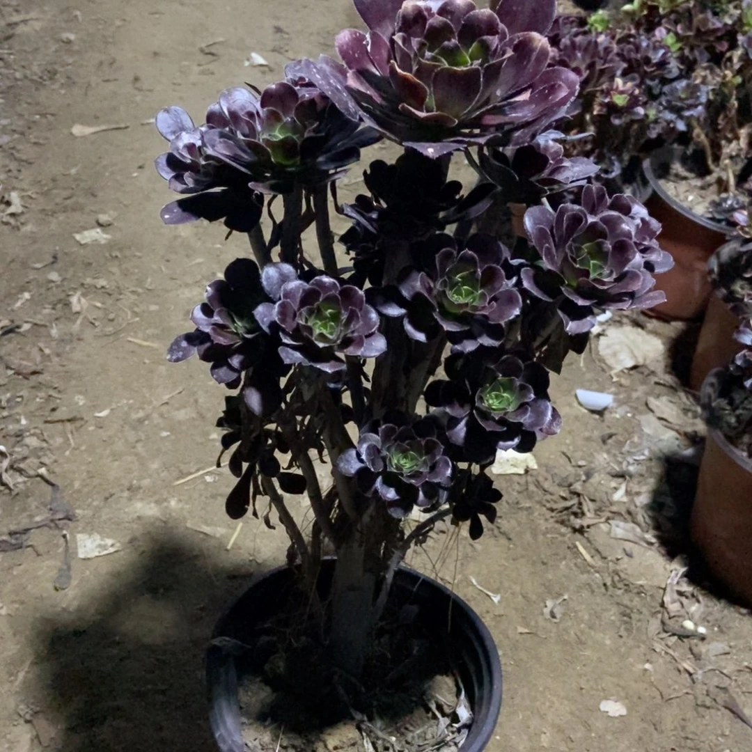 10号链接原液黑法师