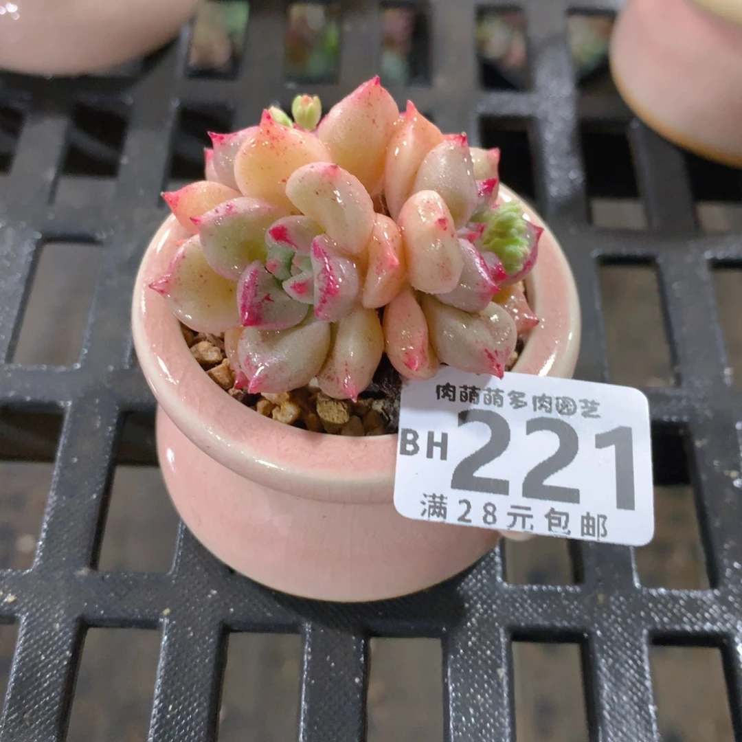 肉萌萌5cm拇指盆精控多肉BH221