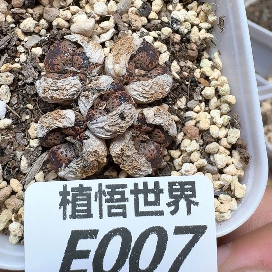 多肉植物的润泽额fg