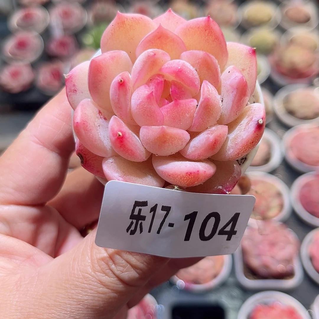 乐17-104 新品单头