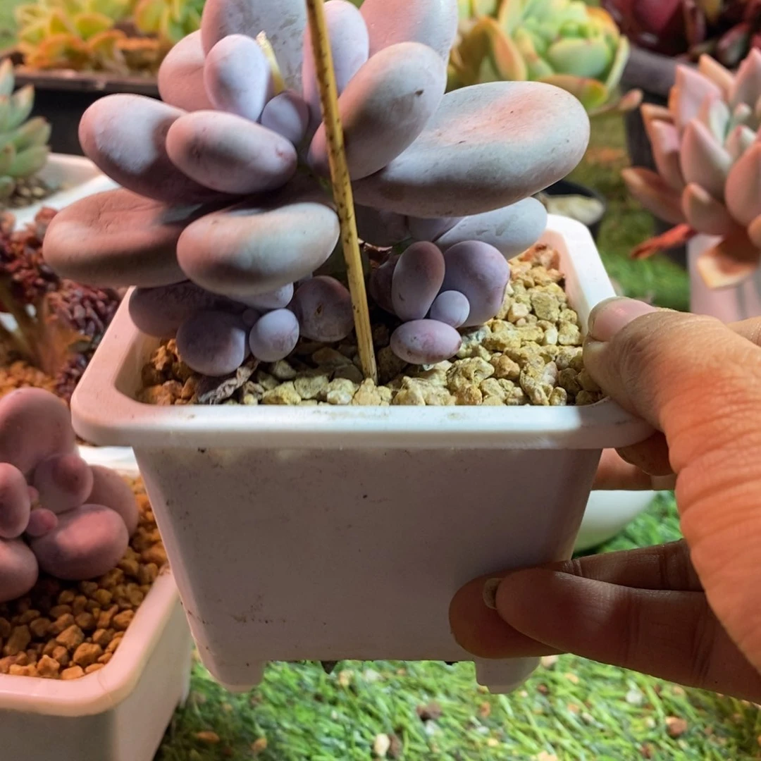 堡**适原始奶酪福利，28包邮58包保温