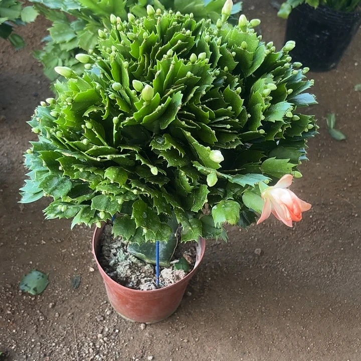 玫***恋当前无花栽培后可以开花