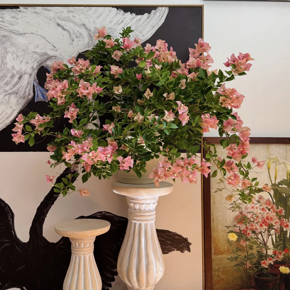 卡亚塔三角梅盆栽庭院阳台爆花强花卉新手易养护