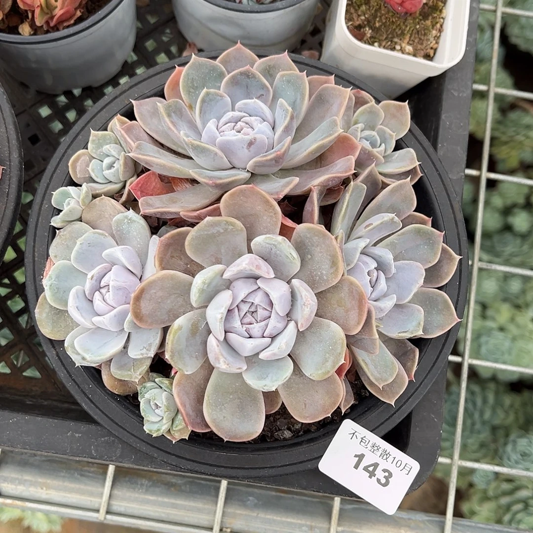 阿雅园艺。        143汉堡