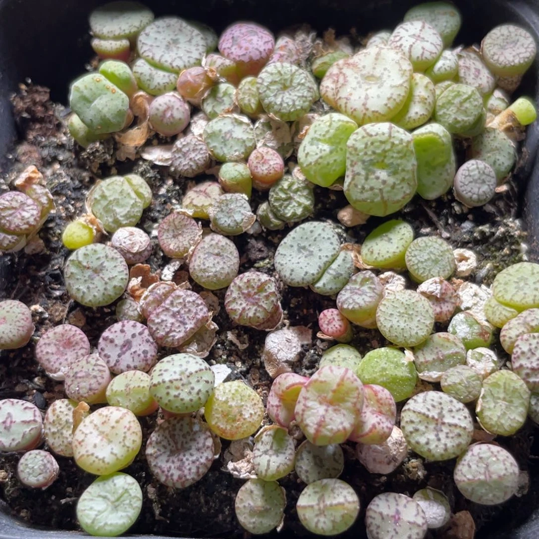 今晚大盆特价更新～16