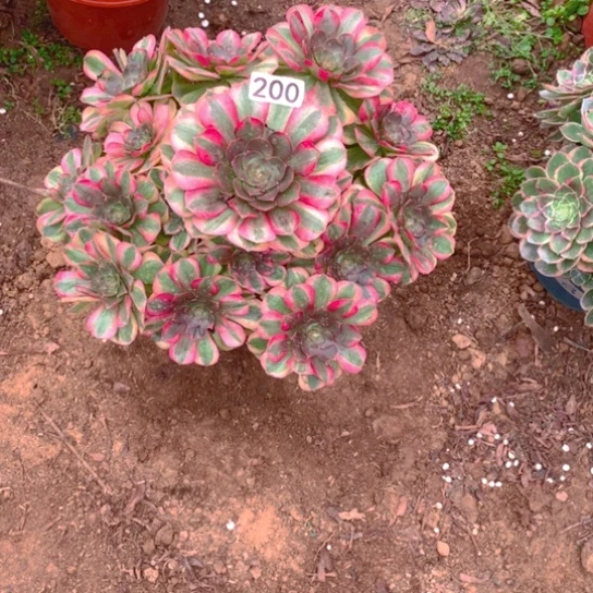无花朵200多肉香味雨荷