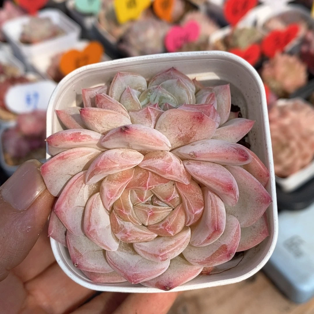 精品多肉一物一拍不包整88