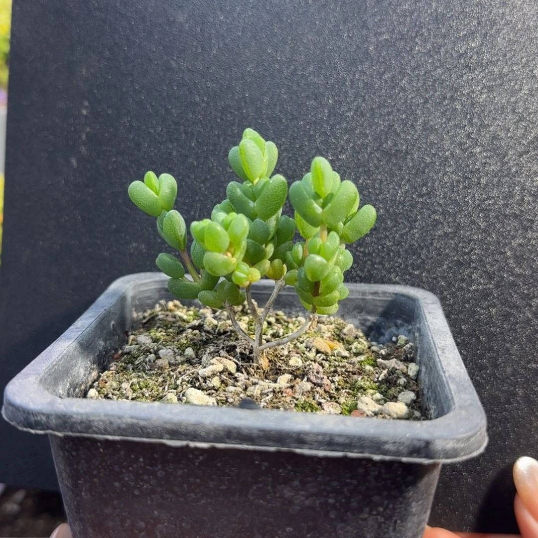 dy0878元宝直杆三岔