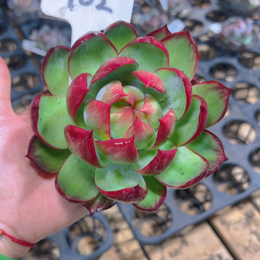 梦***分惊鸿仙子一物一拍102号