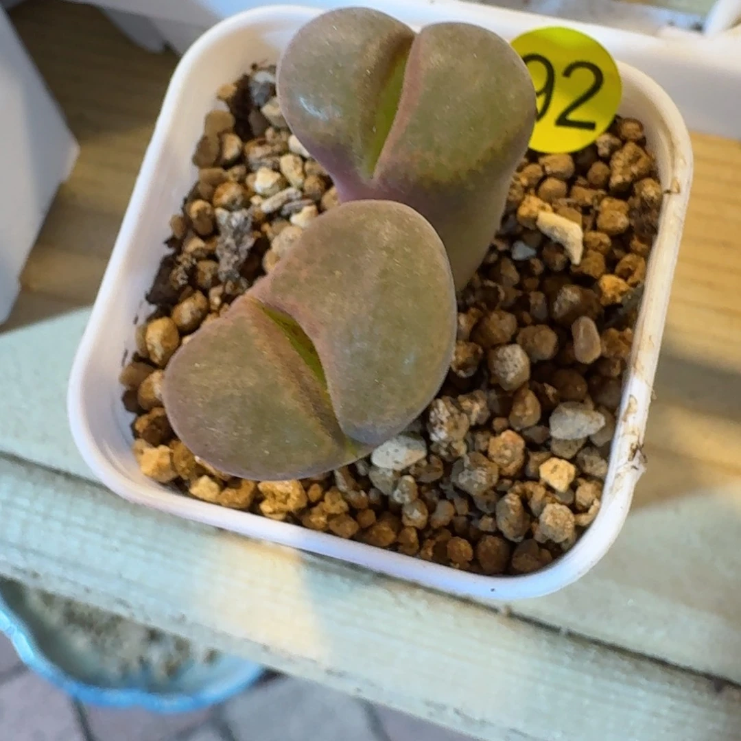 ꧁****92......多肉.....