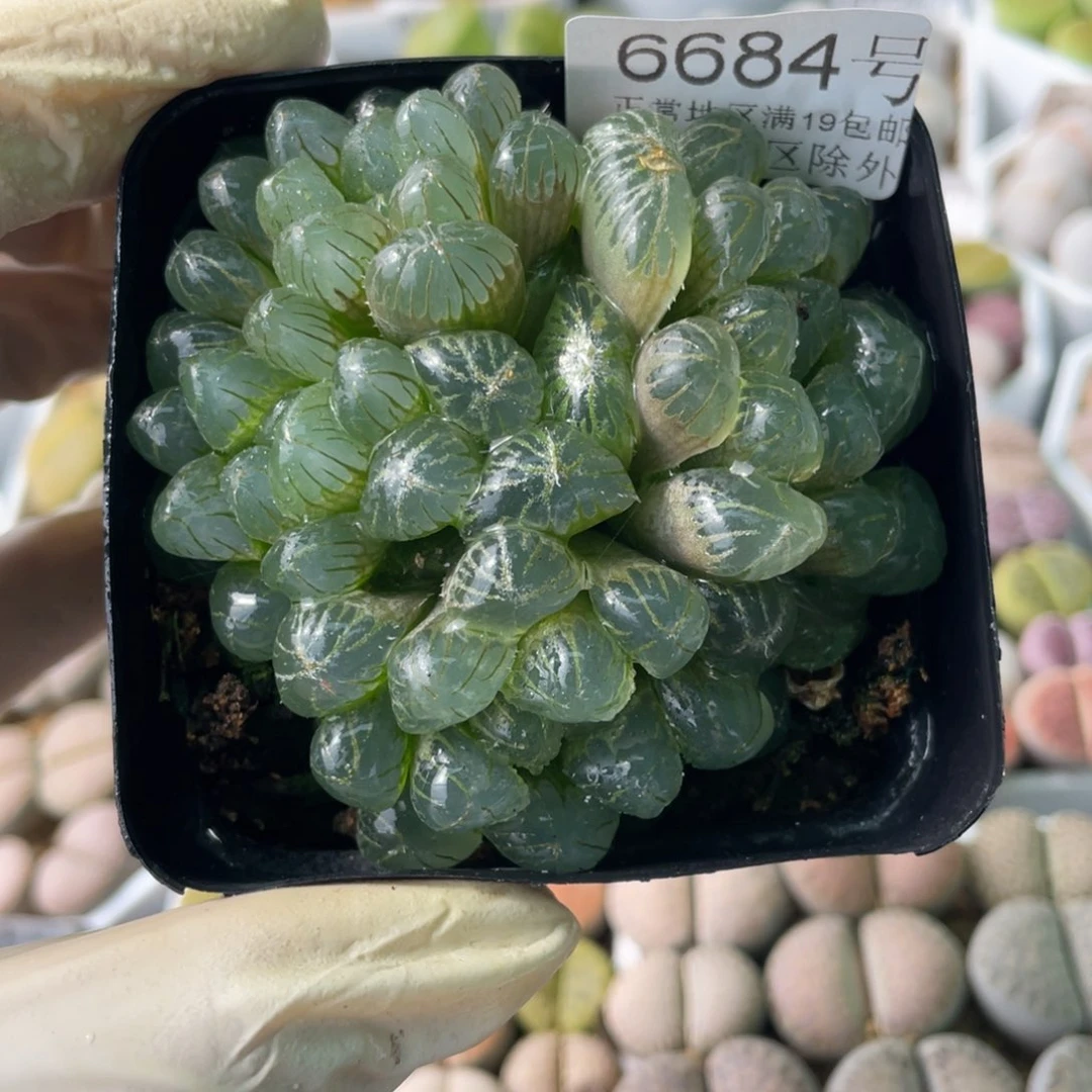 6684，冰灯群如图