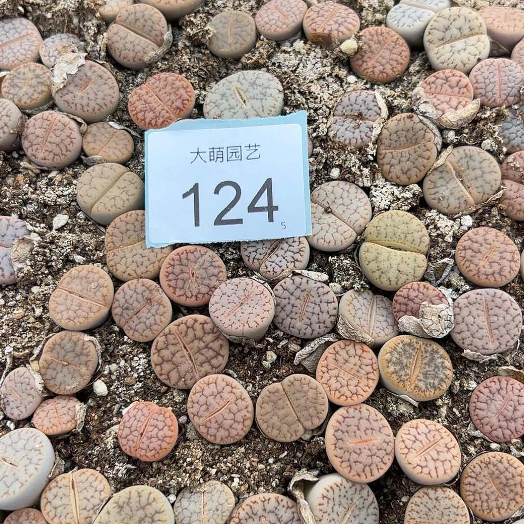 0000124量拍曲玉混合3颗