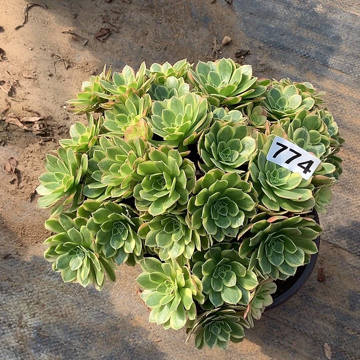 多肉植物奶白朵朵774