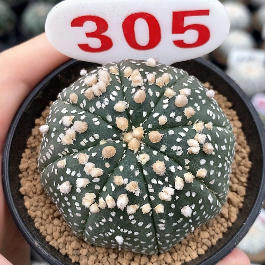 305花园福利系列活动