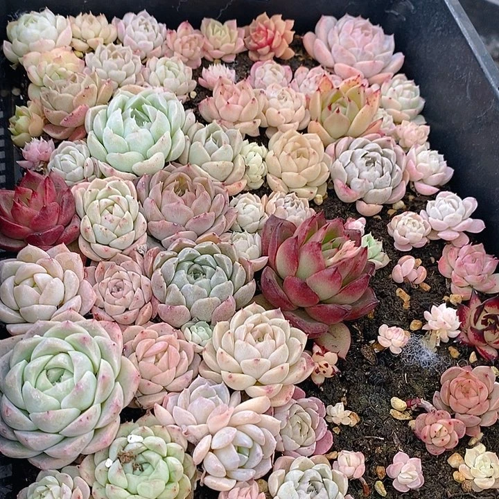 18 多肉植物盆栽花卉植物