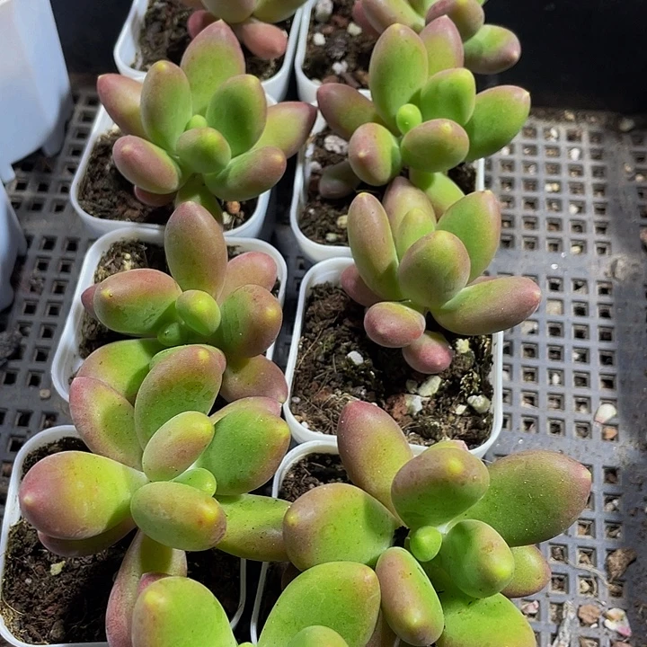 芒果奶带盆土发货