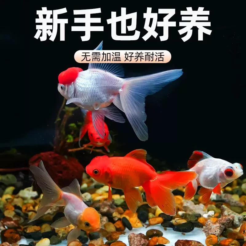 【国粹金鱼】13条4-6厘米耐活好养丹顶金鱼红狮金鱼鎏金金鱼龙睛