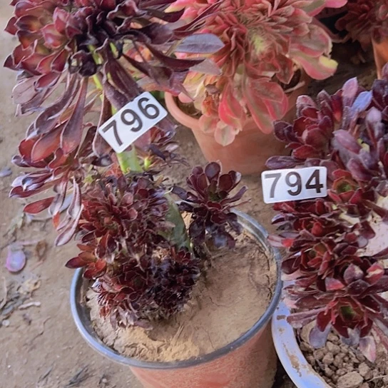 用***5多肉植物两个法师
