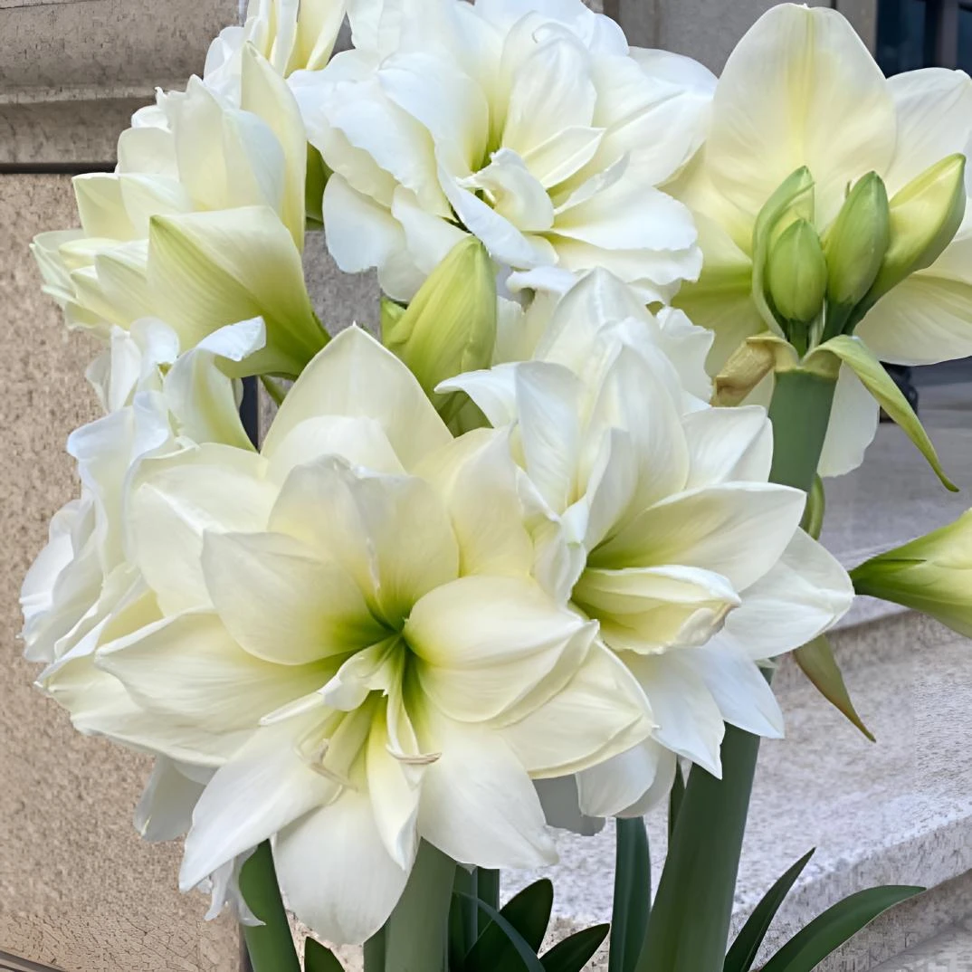 【阿弗雷】基地自然球