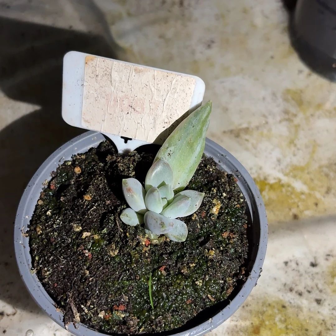 邀月石化12356789111111