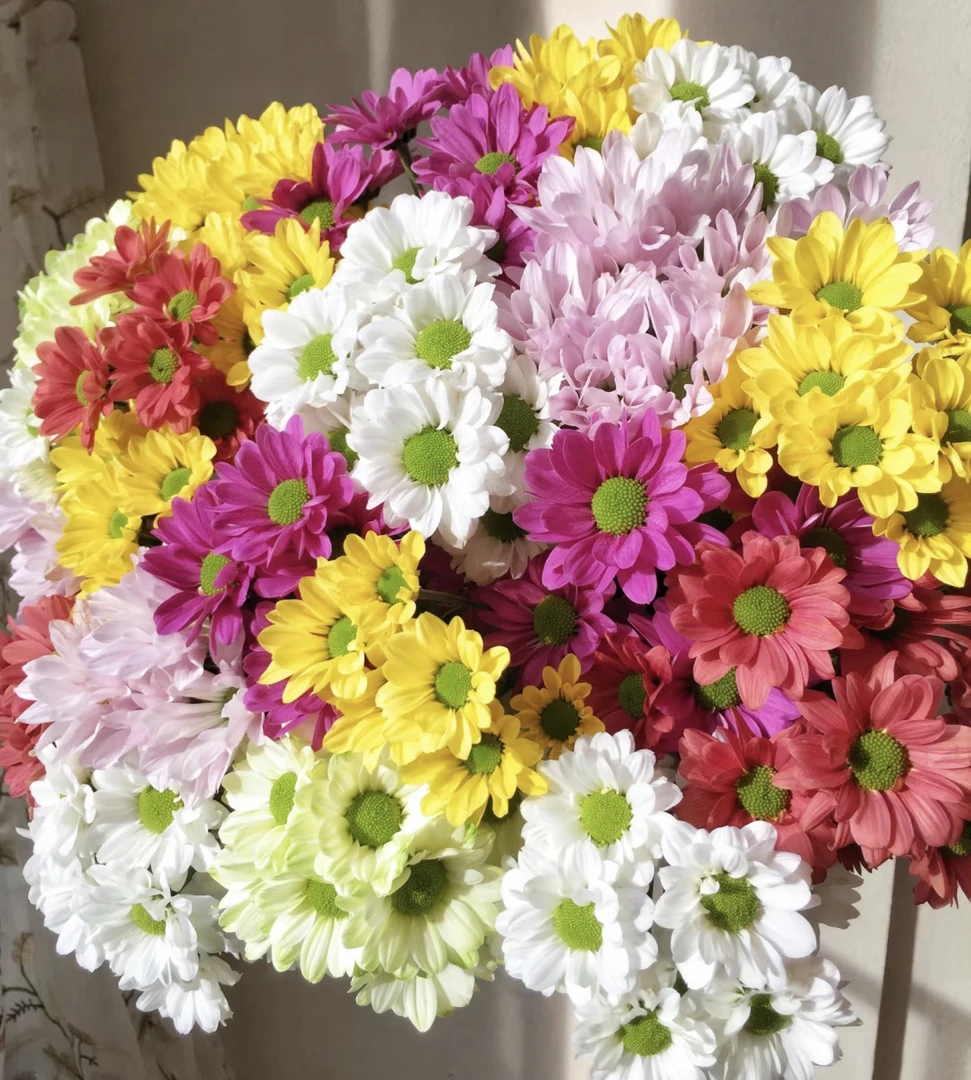 （曼曼）混色小菊2扎鲜花任意2单包邮