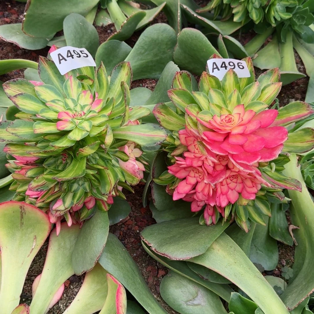 ?495496知否春节福利