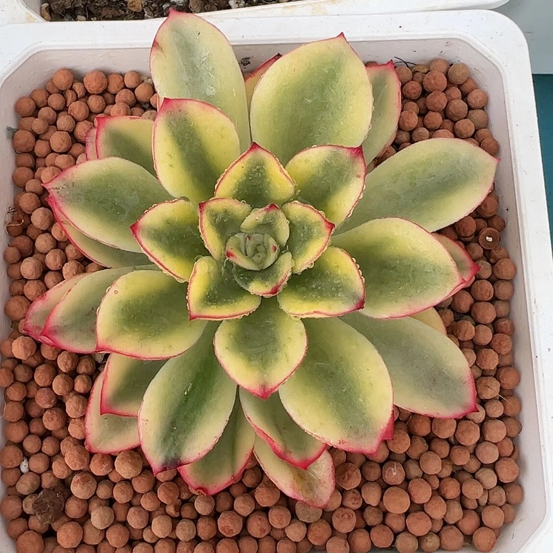 紫梦锦，多肉植物