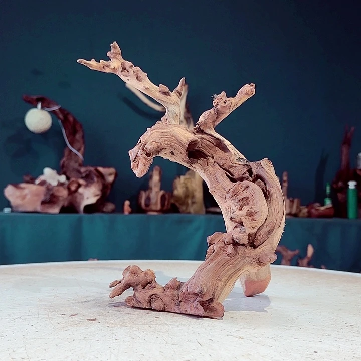 心***声木209 金丝红木羊蹄甲半成品