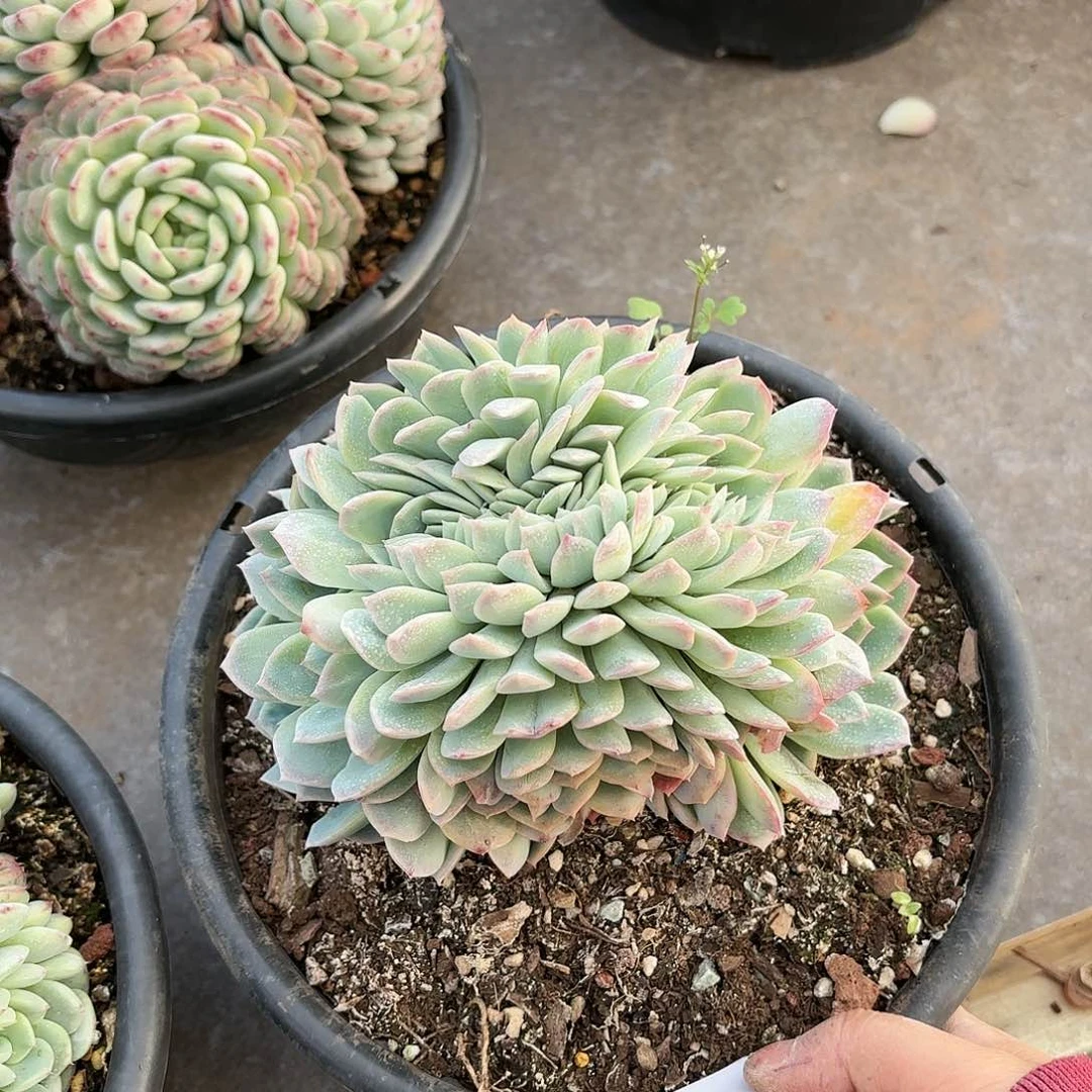 同温层多肉莎莎缀285