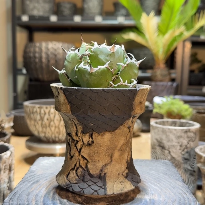 内口9.5高12块根盆龙鳞