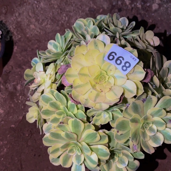 899轮回多肉植物不售后