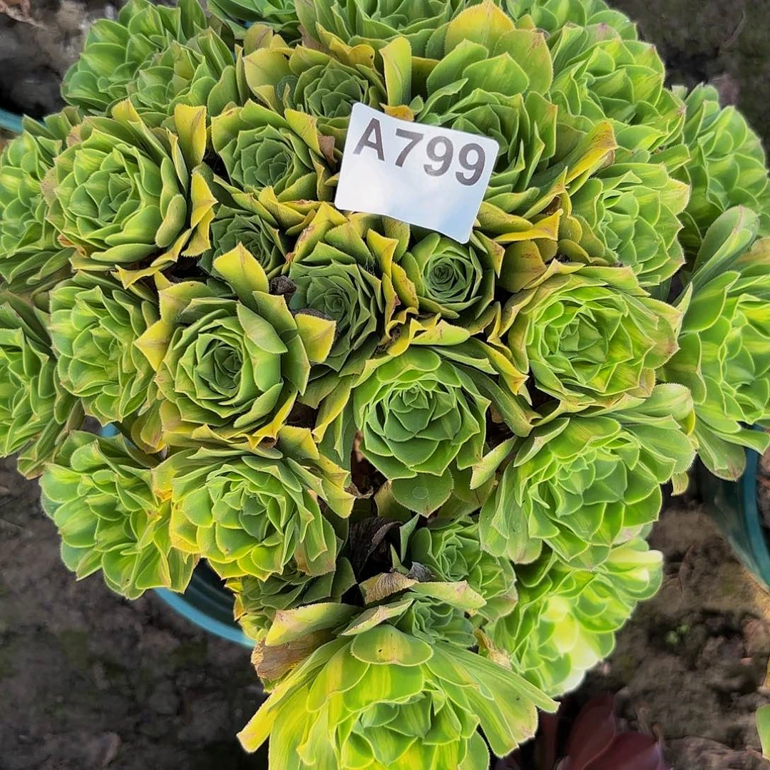翡翠琉璃8-32-799偏远不包邮
