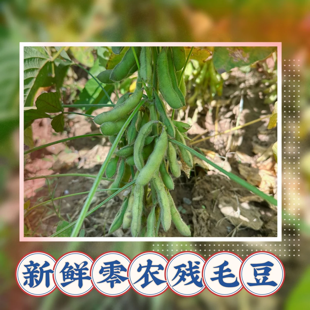 老品种新鲜零农残毛豆（2斤装）