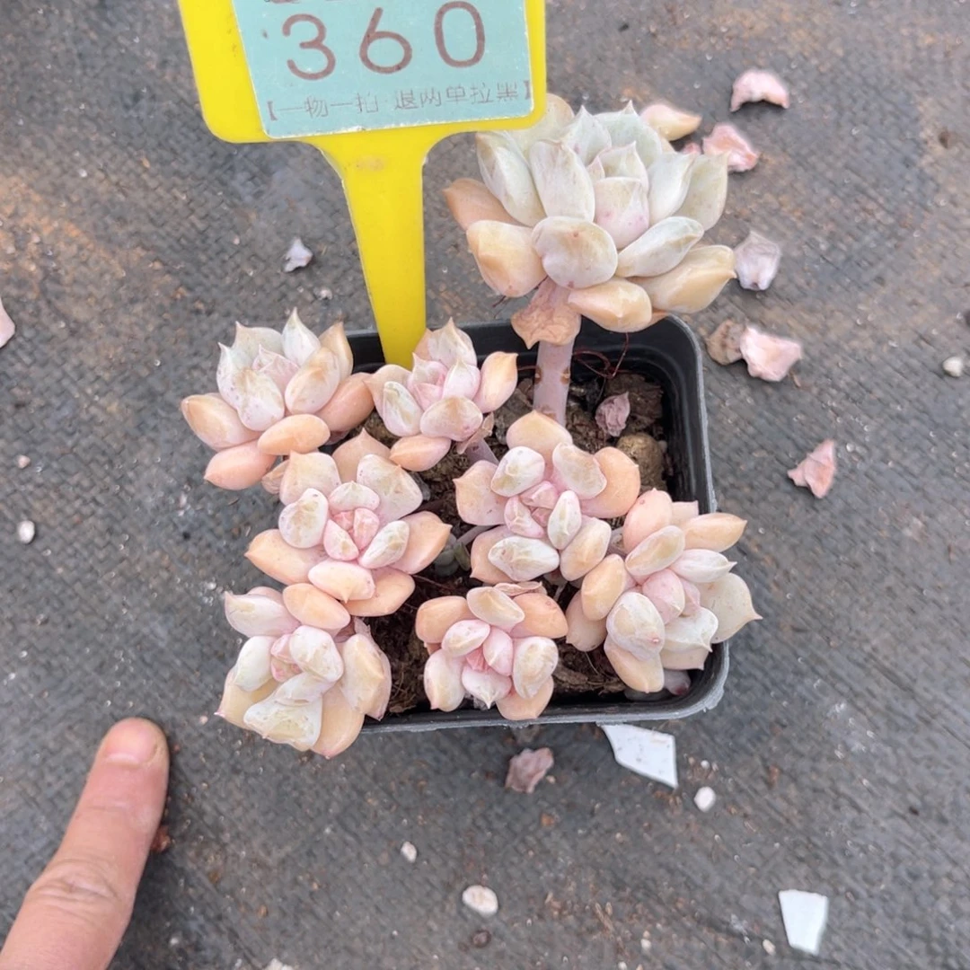 云尘多肉一物一拍360，